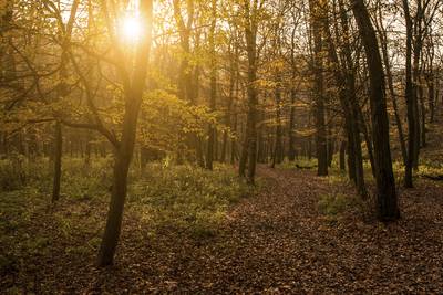 Compensatie voor bomenkap in Westerhoven begint komende week