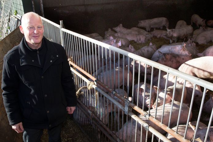 Een archieffoto van Chris Hoeven bij de varkens in de stal aan Langereijt 37 in Oostelbeers.