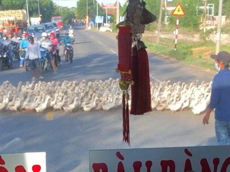 Eenden versperren massaal autoweg en zorgen voor file