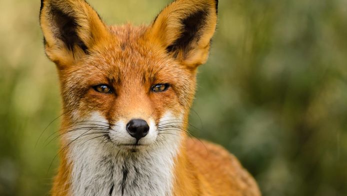 De vos had tot voor kort vrij spel rond natuurgebied Kinselmeer