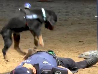 VIDEO. Agent valt 'dood' neer, dappere politiehond begint hem meteen te reanimeren