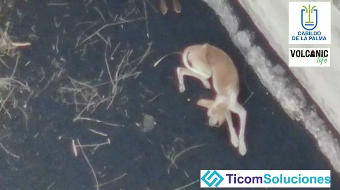 Un chien est couché sur la terre recouverte de cendres et entourée de lave volcanique après une éruption du volcan Cumbre Vieja, dans la région de Todoque sur l'île canarienne de La Palma, en Espagne.