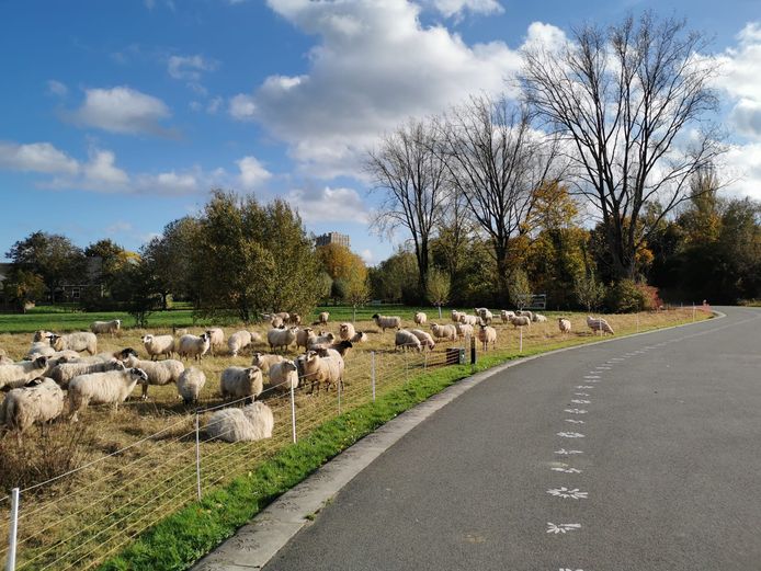 De schapen lopen inmiddels niet meer in het Máximapark.
