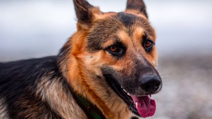 Werd Française (60) in appartement door haar eigen honden opgepeuzeld?