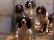 Lezers boos over horrorfokker-nieuws: ‘Maak een einde aan dit dierenleed’