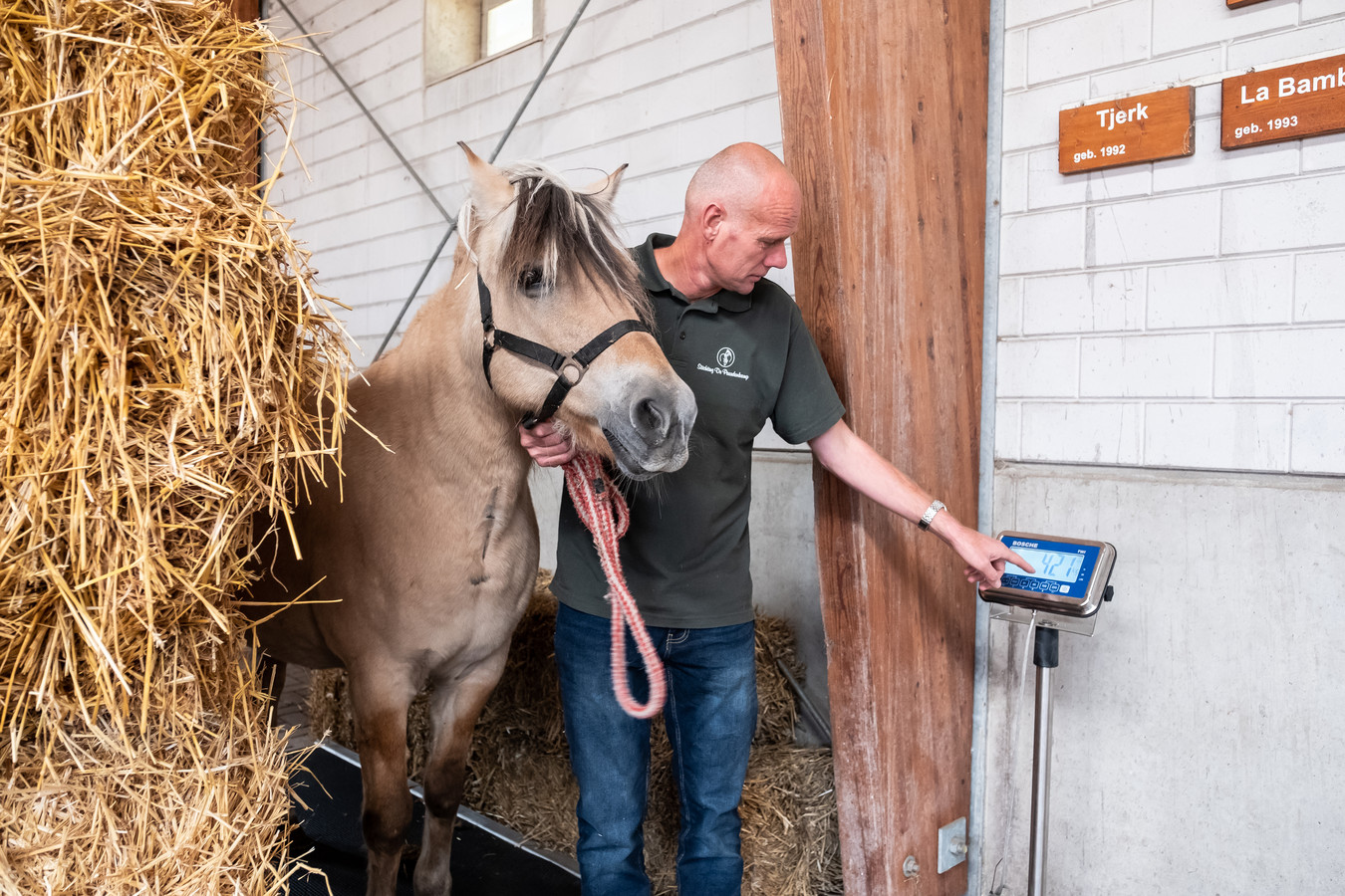 Alle paarden gaan op de weegschaal in Soest Foto AD.nl