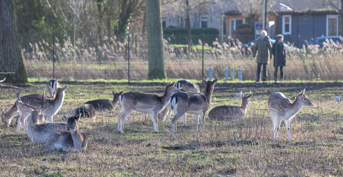 Het hertenkamp in Goes