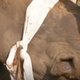 Afrikaanse landen overwegen legalisatie van ivoor (filmpje)
