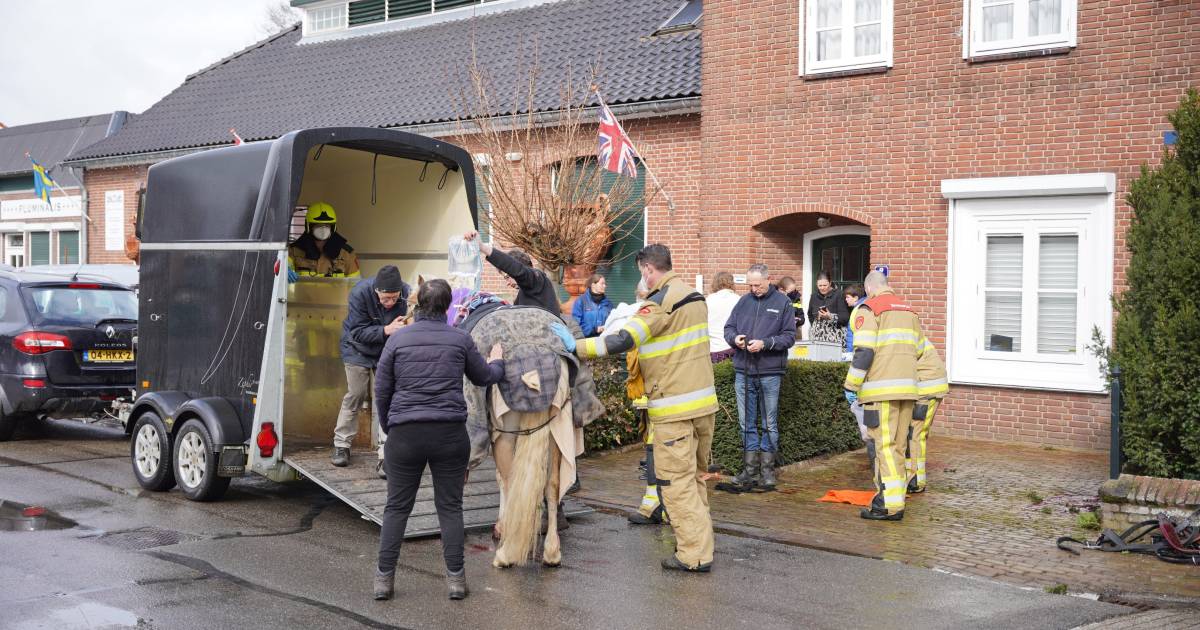 Paard slaat op hol in Horssen, koetsier en dier ernstig gewond: ‘Ik zie de beelden steeds terugkomen