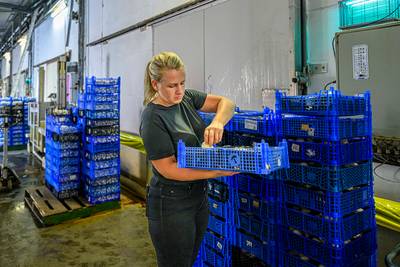 Veeke Paddenstoelen redde het wél: ‘Wat de afnemer wil, dat doen wij’