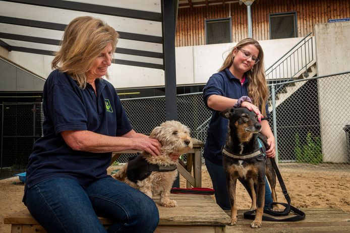 Dierenpensions zitten bomvol deze zomer: ‘Dit zijn voor ons niet de ...