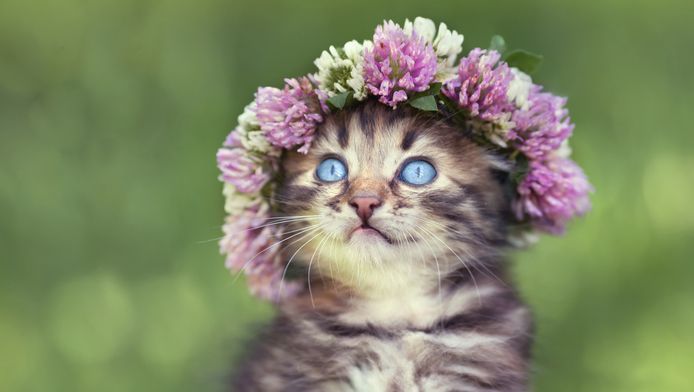 Zweedse Vrouw Gestraft Voor Borstvoeding Geven Aan Poes Bizar Ad Nl