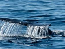 Une baleine grise égarée observée pour la première fois en Méditerranée française
