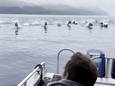 Les images impressionnantes de 150 dauphins pris en chasse par des orques
