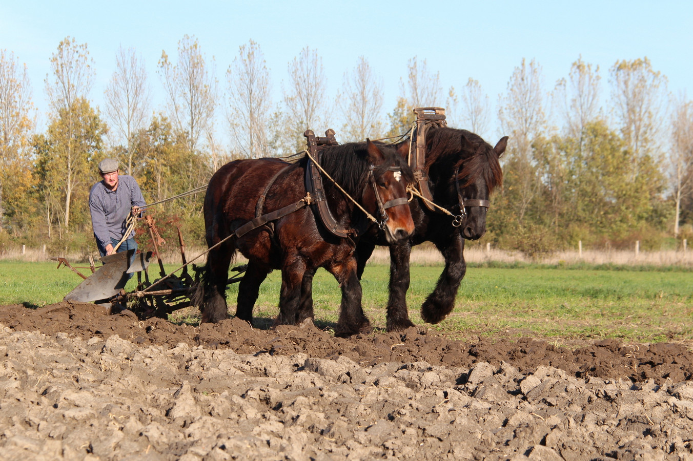 Zeeuwse trekpaarden bij een demonstratie van Stichting Het Werkend Trekpaard in ’s-Gravenpolder.