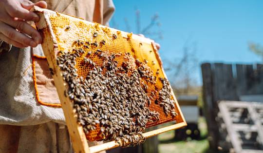 Aziatische hoornaar doet sterfte bijenvolken in Vlaanderen pieken, helft van de imkers overweegt te stoppen