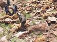 Kudde van 500 schapen springt dood tegemoet in Turkse ravijn