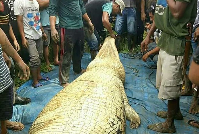 De krokodil werd neergeschoten nadat in de buurt het verminkte lichaam van een man gevonden werd. Toen ze werd opengesneden, deed men de akelige ontdekking.