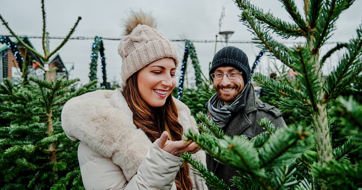 Op zoek naar échte kerstboom? Die zal je niet meer kunnen kopen bij