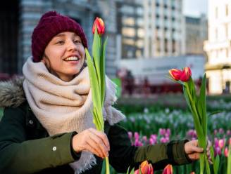 Chinees nieuwjaar vieren of gratis tulpen plukken? Ontdek onze weekendtips in en rond Antwerpen