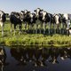 Rabobank positief over Remkes-rapport, maar hoe moet de boer straks geld verdienen?