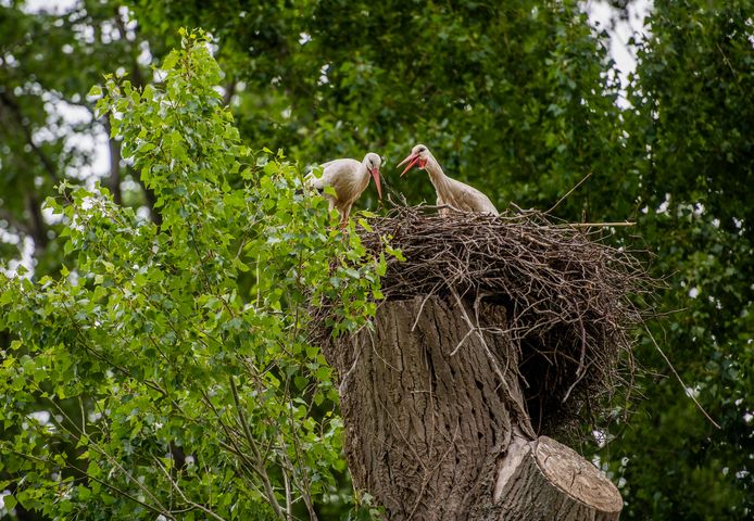 Het is even zoeken, de ooievaars van het Kralingse Bos zitten niet meer op de nestpalen, maar hoog in de bomen. De boswachters zijn blij met het natuurlijke gedrag.