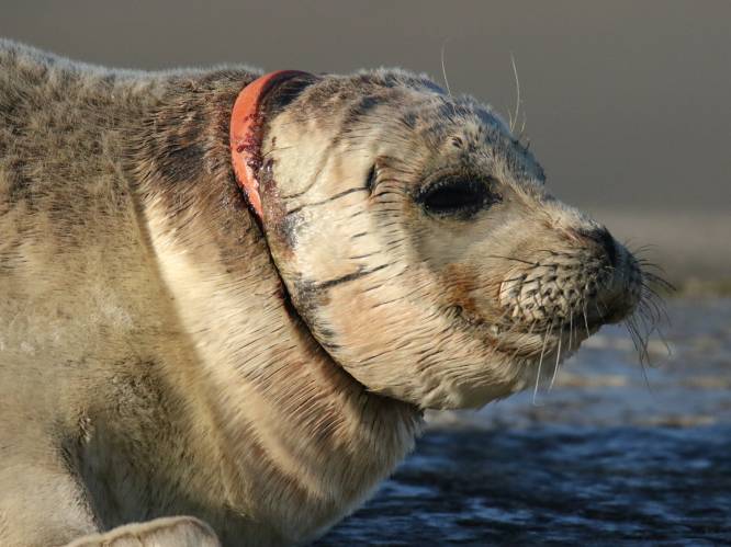 Aangespoelde zeehond zwaargewond door plastic ring in zee: “Dit gebeurt er als je afval in de natuur gooit”