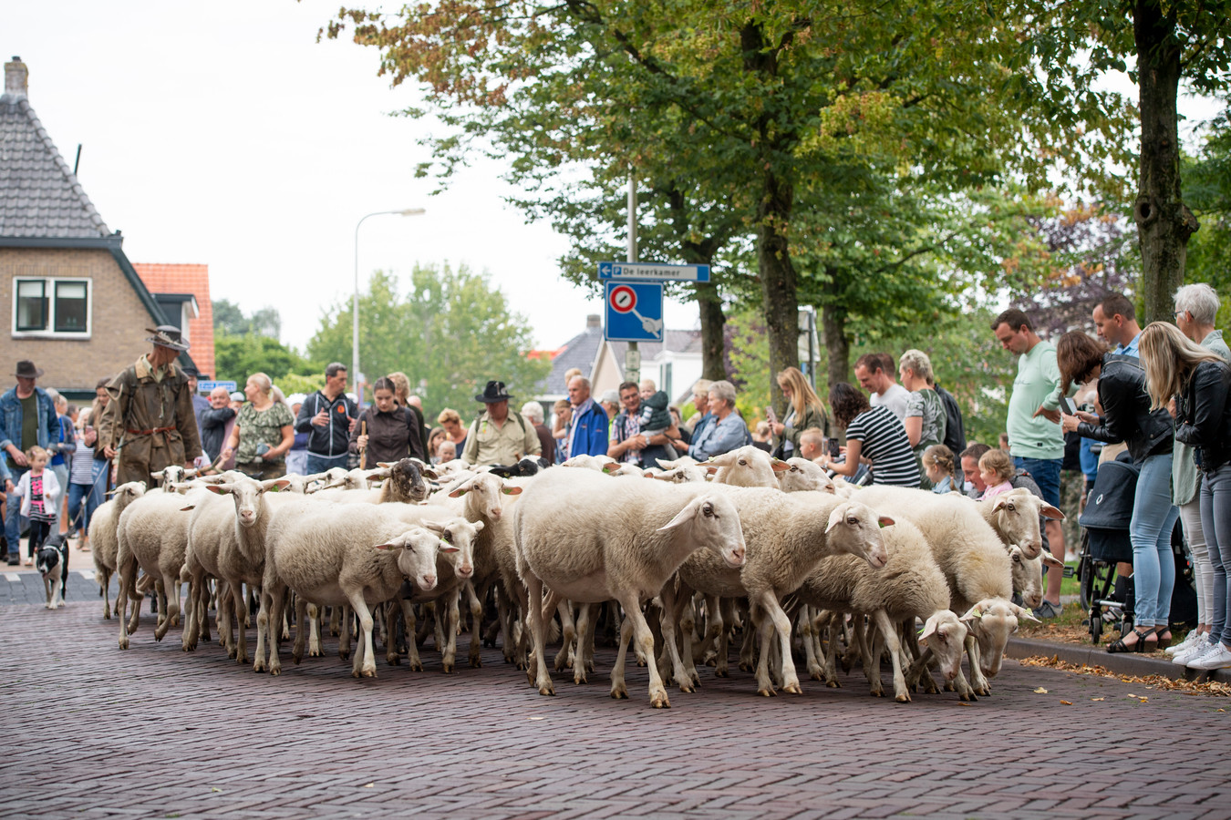Kinderen staan met hun neus vooraan als de schaapskudde hen traditiegetrouw in Hellendoorn op de derde dinsdag van de bouwvak passeert.