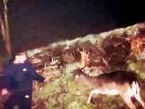Nachtelijke held: Redmar redt hert dat vastzit in ijskoud water