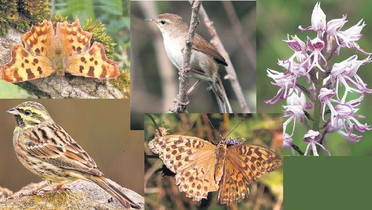 Van links naar rechts en van boven naar beneden: de gehakkelde aurelia-vlinderde, de Cetti's zanger, de Aapjesorchis, de cirlgors en de bosrandparelmoervlinder Beeld 