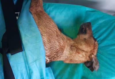 Herdershond doodgereden tussen Nistelrode en Vorstenbosch: dierenambulance zoekt baasje
