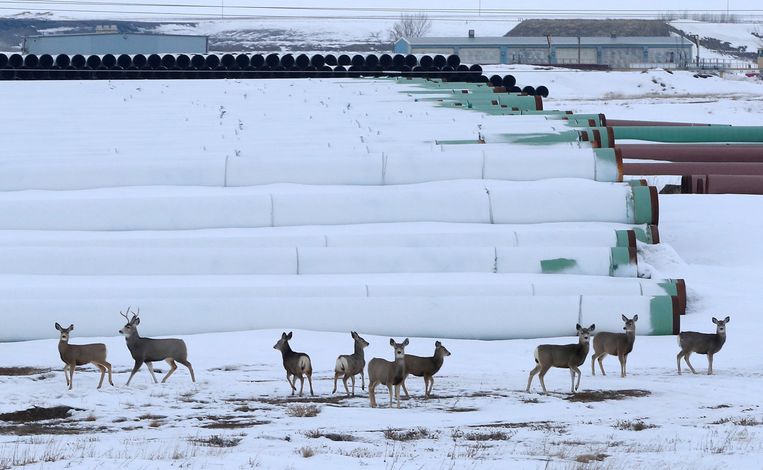 Herten verzamelen zich bij een depot waar leidingen voor de Keystone XL liggen opgeslagen, in Gascoyne, North Dakota. Beeld REUTERS