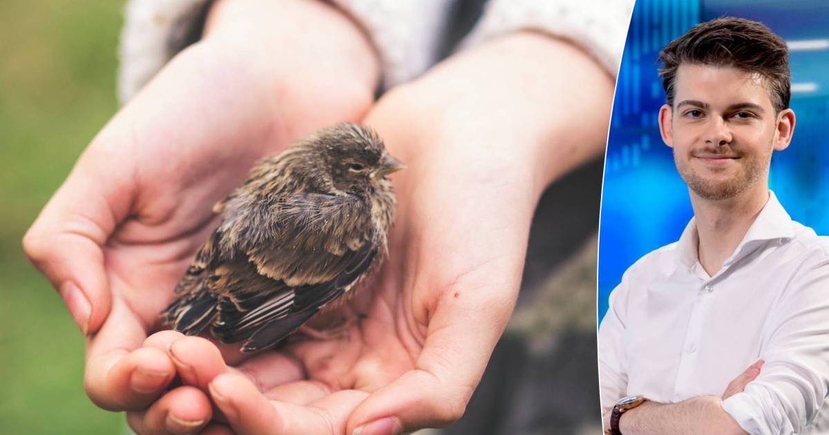 What do you do if you find a baby bird?  Never attempt to raise the young yourself  Science and the planet