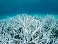 "L'impact est aussi économique”: de plus en plus de récifs coralliens blanchissent avec le réchauffement climatique, quelles conséquences? 
