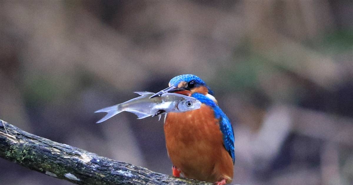 Jonge ijsvogel in Heukelum peuzelt ene na andere visje op voor de lens van de fotograaf - De Gelderl