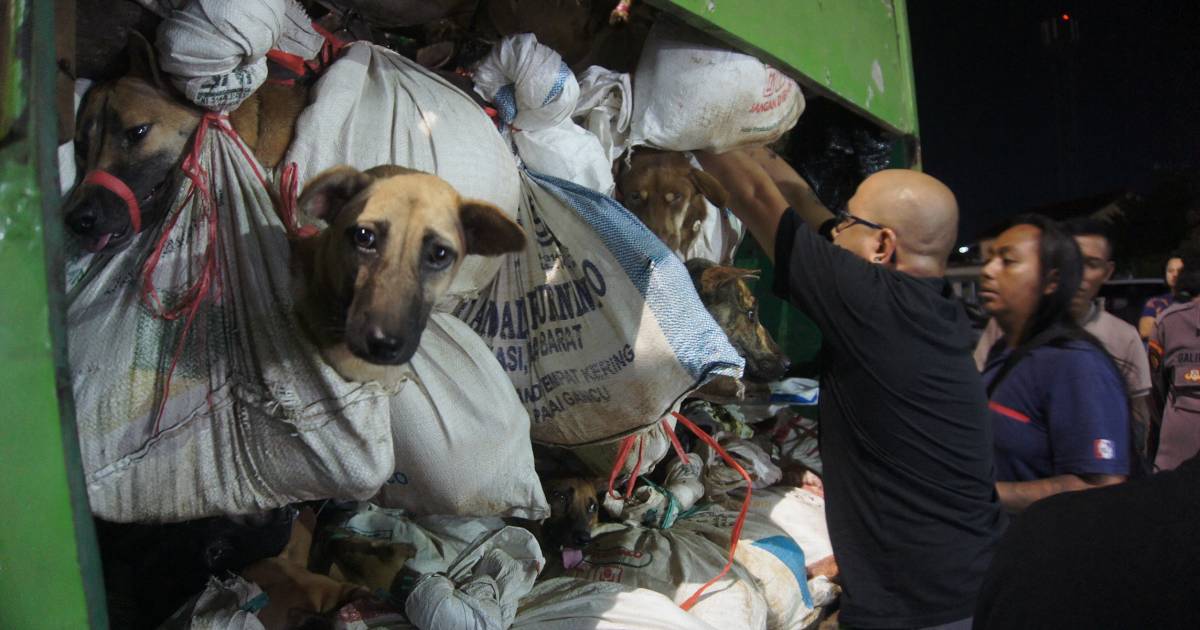Lebih dari 200 Anjing Ditemukan di Truk di Indonesia |  Luar negeri