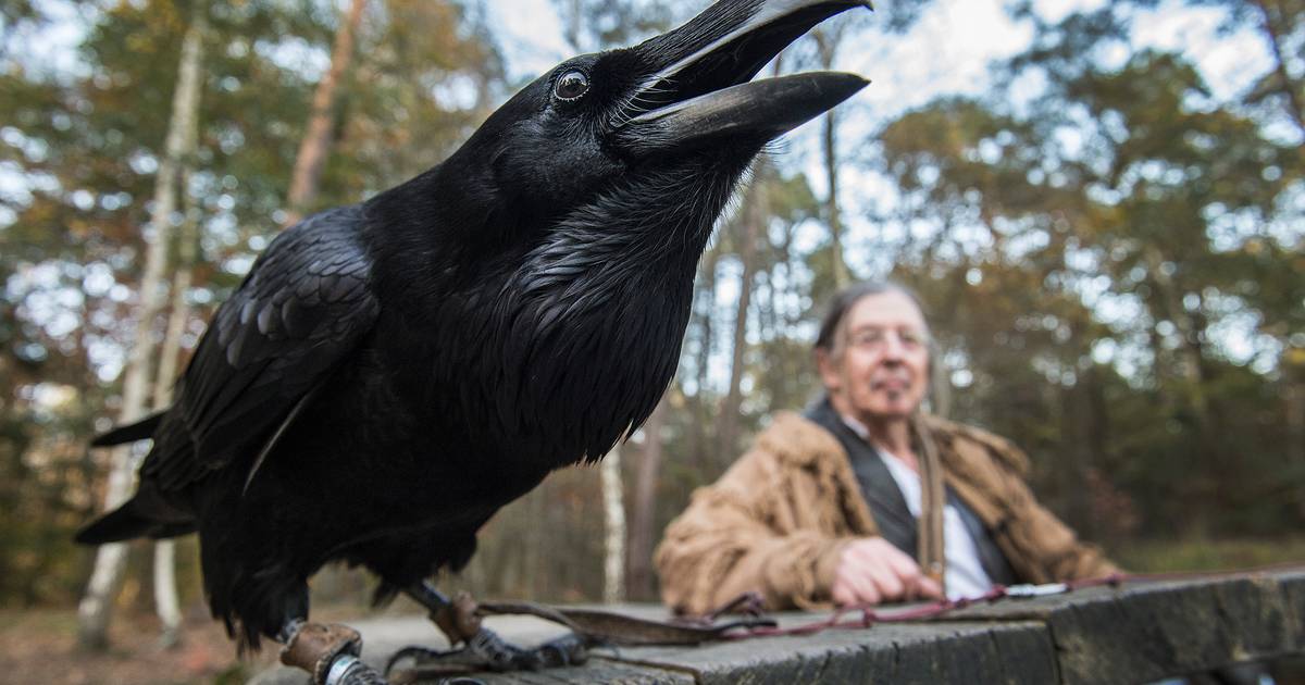 vreemde vogel in het Mastbos: 'Laat jij de raaf even | Breda | bndestem.nl