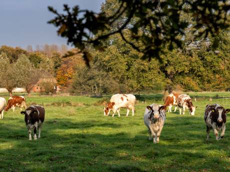 Melkveebedrijf in Schijndel moet uit het zicht, vindt natuurclub Groene Hart