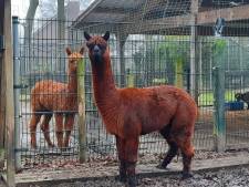 Hitsige alpaca zorgt voor ophef in Schaijk, bejaarde verzorgers zijn het beu