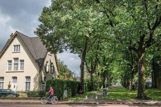 De bomen aan de Stationsweg in Gennep gaan na de zomer na klachten gekapt worden.