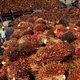 België financiert dubieuze palmolieproducent: ‘Als wij het niet doen, duw je 100.000 mensen in nog grotere armoede’