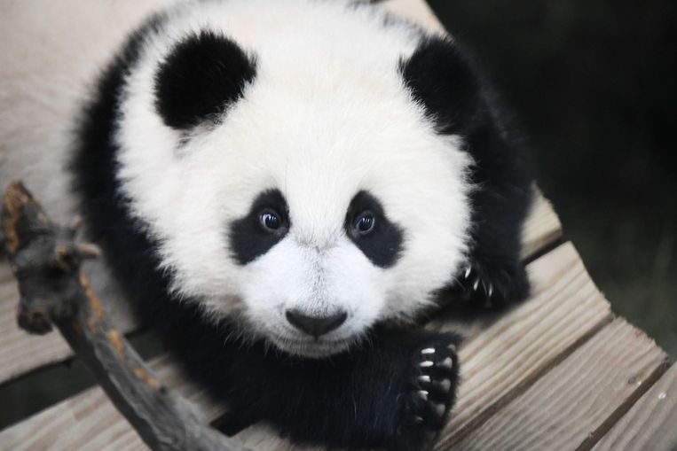 Rechtdoor Vlekkeloos nederlaag Grote belangstelling voor kleine panda in Ouwehands Dierenpark