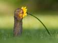 Soms moet je even stoppen om aan een bloem te ruiken: eekhoornfoto van Nederlandse visboer gaat de wereld rond