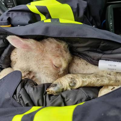 Lammetje met pijn in Waspik gered door agenten die het beest warm houden in dienstjas