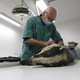 Neergeknuppelde das is bezweken: dierencentrum scherp voor jagerij