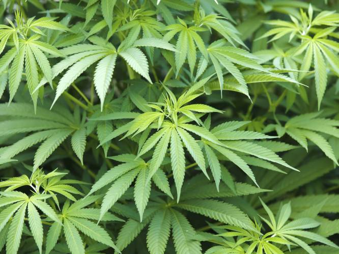 Standaardstraf voor vrouw die 35 kilo cannabis smokkelde: “Zware schulden”