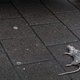 ‘Leger’ van ratten houdt bewoners Lijnbaansgracht in de greep