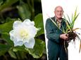 De trillium is zo'n plant waar Romke van de Kaa verliefd op zou kunnen worden.