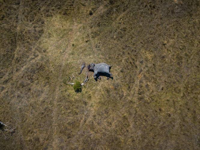 Gruwelijke foto toont olifant met afgehakte slagtanden en slurf