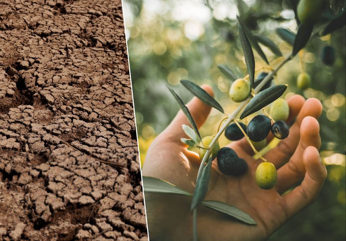 De droogte in Spanje en andere grote producenten van olijfolie is een "catastrofe".